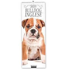 Bulldog inglese. calendario usato  Spedito ovunque in Italia 