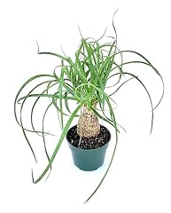 Ponytail palm beaucarnea for sale  Delivered anywhere in USA 