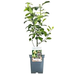 Duo pear patio for sale  Delivered anywhere in UK