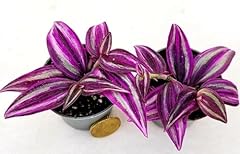 1xpurple foliage tradescantia for sale  Delivered anywhere in UK