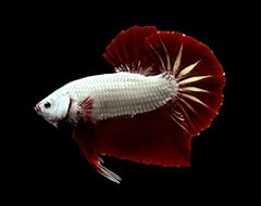 Plakat male betta for sale  Delivered anywhere in USA 