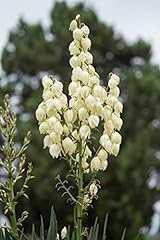 Yucca seeds seeds for sale  Delivered anywhere in USA 
