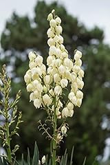 Organic yucca seeds for sale  Delivered anywhere in USA 