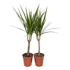 Easy grow dracaena for sale  Delivered anywhere in USA 