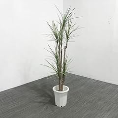 ノーブランド品 fake gre for sale  Delivered anywhere in USA 