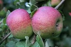 Pink lady apple for sale  Delivered anywhere in USA 