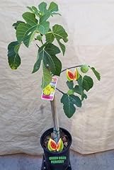 Fig fruit tree for sale  Delivered anywhere in USA 