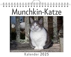 Munchkin katze gebraucht kaufen  Wird an jeden Ort in Deutschland