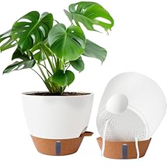 Pack inch plant for sale  Delivered anywhere in USA 