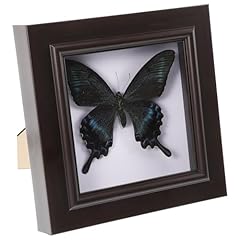 Housoutil butterfly specimens for sale  Delivered anywhere in UK