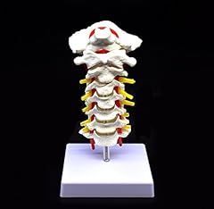 Cervical vertebra arteria for sale  Delivered anywhere in USA 