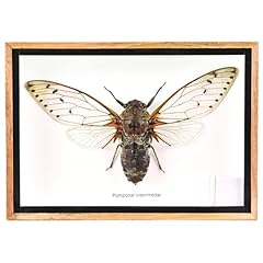 Cicada speciosa insect for sale  Delivered anywhere in USA 