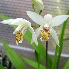 Bletilla striata alba usato  Spedito ovunque in Italia 