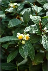 Camellia sinensis teepflanze gebraucht kaufen  Wird an jeden Ort in Deutschland
