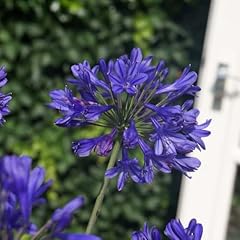 Agapanthus brilliant blue for sale  Delivered anywhere in UK