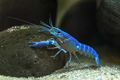 Stillwateraquaria electric blu for sale  Delivered anywhere in USA 
