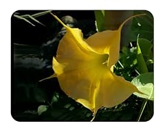 Daybreak brugmansia angels for sale  Delivered anywhere in USA 