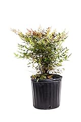 American plant nandina for sale  Delivered anywhere in USA 