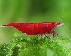 Aquatics bloody mary for sale  Delivered anywhere in UK