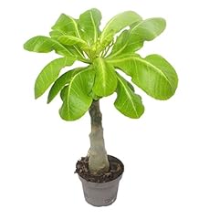 Brighamia insignis hawaii gebraucht kaufen  Wird an jeden Ort in Deutschland
