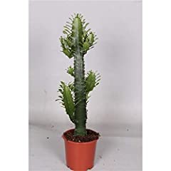 Euphorbia acruensis cactus for sale  Delivered anywhere in Ireland