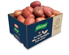 Patate fresche medium usato  Spedito ovunque in Italia 