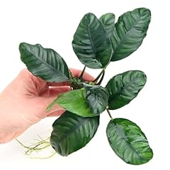 Anubias coffeefolia live for sale  Delivered anywhere in UK