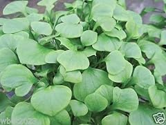 Miner lettuce 000 for sale  Delivered anywhere in USA 