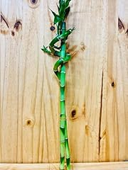 Live lucky bamboo for sale  Delivered anywhere in USA 