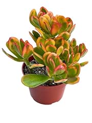 Jade plant crassulla for sale  Delivered anywhere in USA 