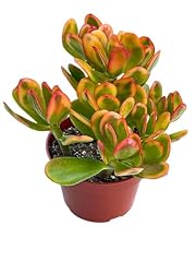 Live succulent crassula for sale  Delivered anywhere in USA 