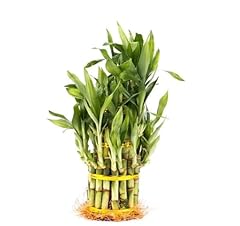 Tier lucky bamboo for sale  Delivered anywhere in USA 