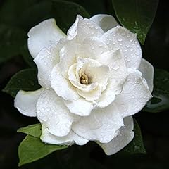 Gardenia plant crown for sale  Delivered anywhere in UK