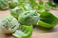 Brussels sprout plug for sale  Delivered anywhere in UK