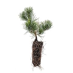 Mugo pine medium for sale  Delivered anywhere in USA 