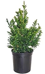 Cryptomeria japonica black for sale  Delivered anywhere in USA 