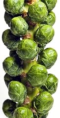 500 brussel sprout for sale  Delivered anywhere in USA 