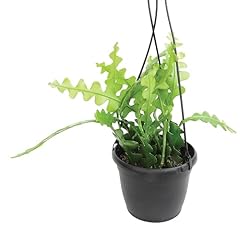 Zigzag fishbone cactus for sale  Delivered anywhere in USA 