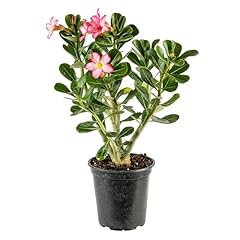 American plant live for sale  Delivered anywhere in USA 