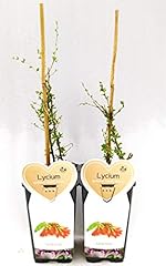 Powers flowers lycium usato  Spedito ovunque in Italia 
