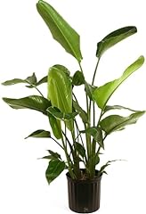 Bird paradise plant for sale  Delivered anywhere in USA 