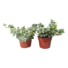 Easy grow ivy for sale  Delivered anywhere in USA 