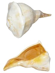 Shell inc. 05181 for sale  Delivered anywhere in USA 