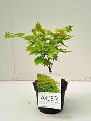 Acer shir aureum gebraucht kaufen  Wird an jeden Ort in Deutschland