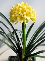 Swansgreen real clivia gebraucht kaufen  Wird an jeden Ort in Deutschland