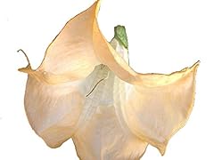 Olympic flame brugmansia for sale  Delivered anywhere in USA 