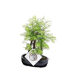 Plant box bonsai usato  Spedito ovunque in Italia 