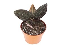 Black jewel orchid for sale  Delivered anywhere in USA 