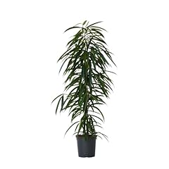 Plant box ficus gebraucht kaufen  Wird an jeden Ort in Deutschland
