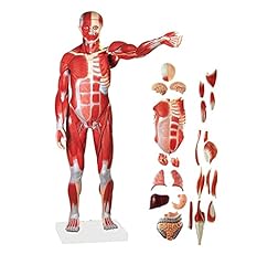 Jkjzsalj educational model for sale  Delivered anywhere in UK